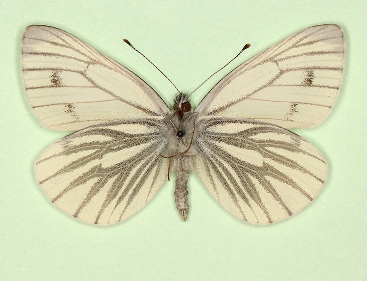 Typical Green-veined White (Pieris napi)