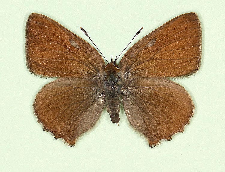 Typical Green Hairstreak (Callophrys rubi)