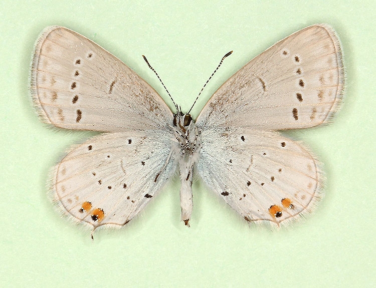 Typical Short-tailed Blue (Cupido argiades)