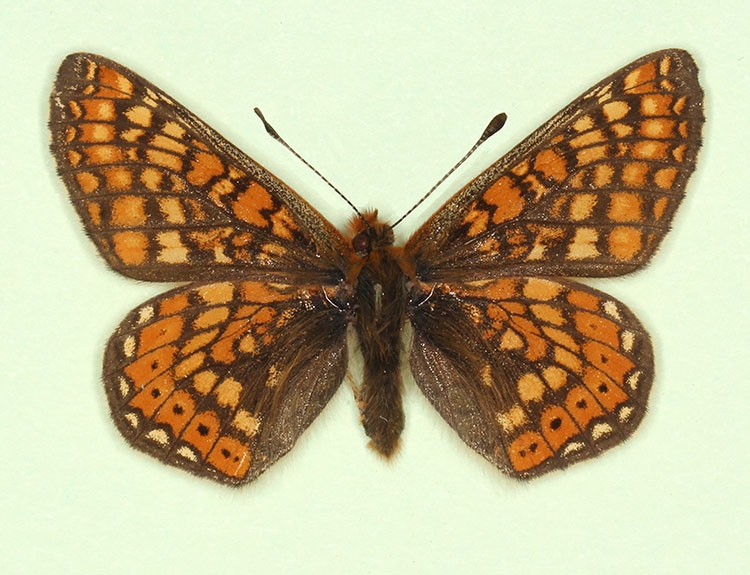 Typical Marsh Fritillary (Euphydryas aurinia)