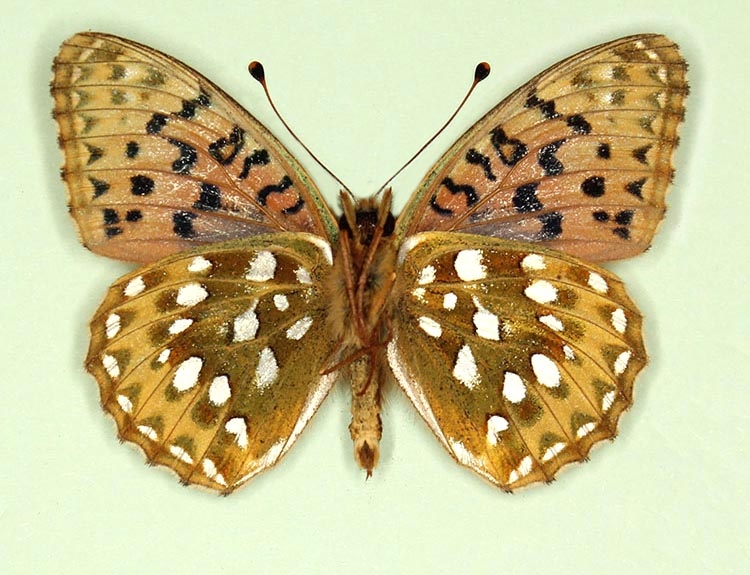 Typical Dark Green Fritillary (Argynnis aglaja)