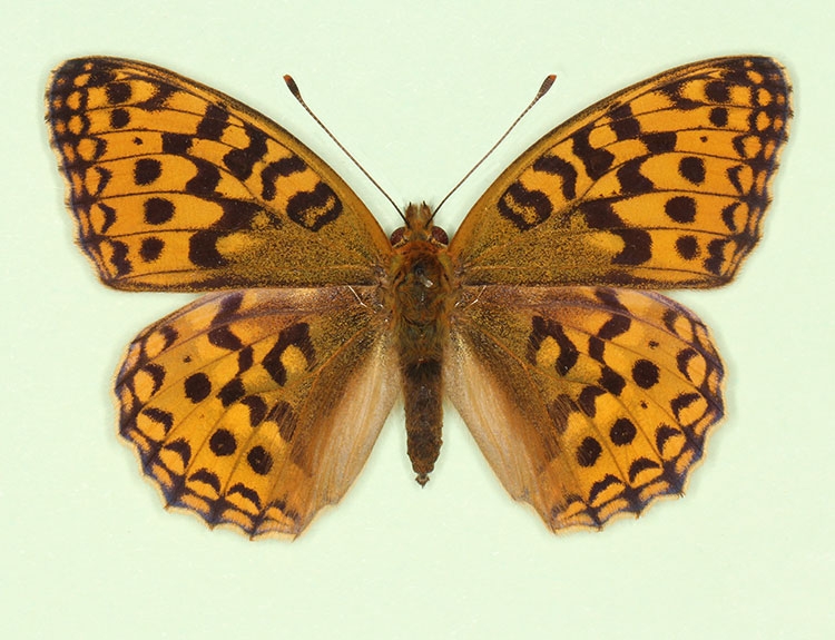 Typical High Brown Fritillary (Argynnis adippe)