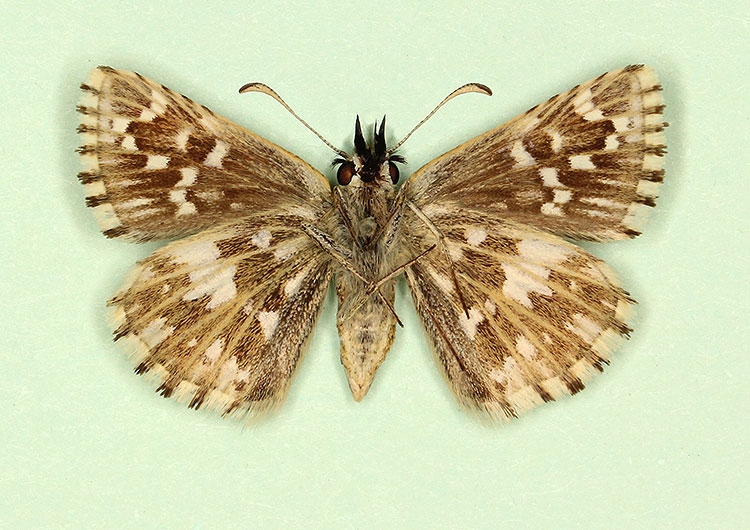 Typical Grizzled Skipper (Pyrgus malvae)