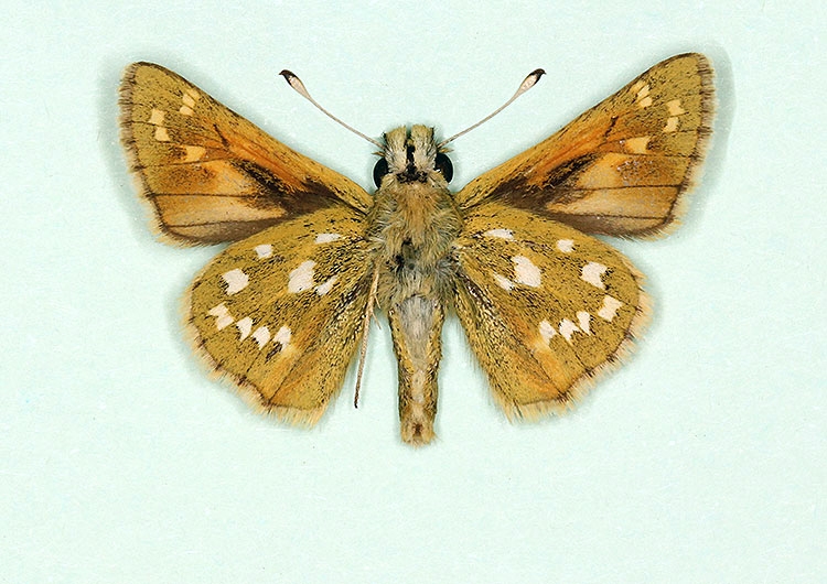 Typical Silver-spotted Skipper (Hesperia comma)