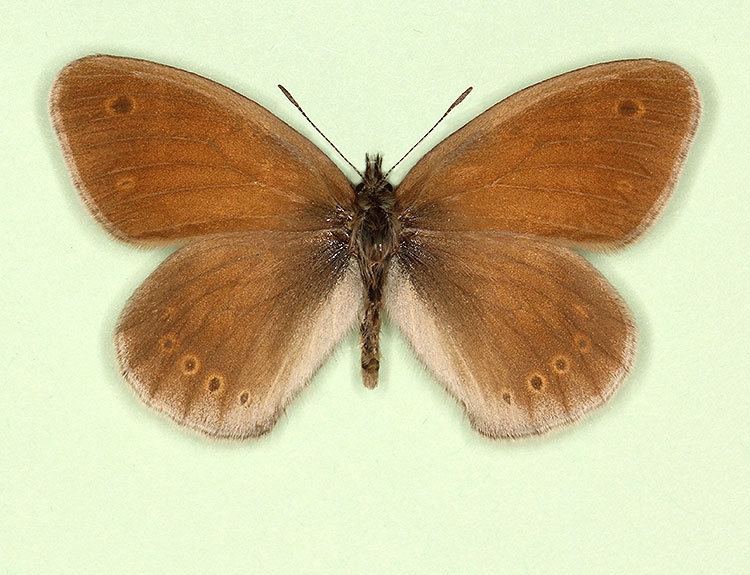 Typical Large heath (Coenonympha tullia)