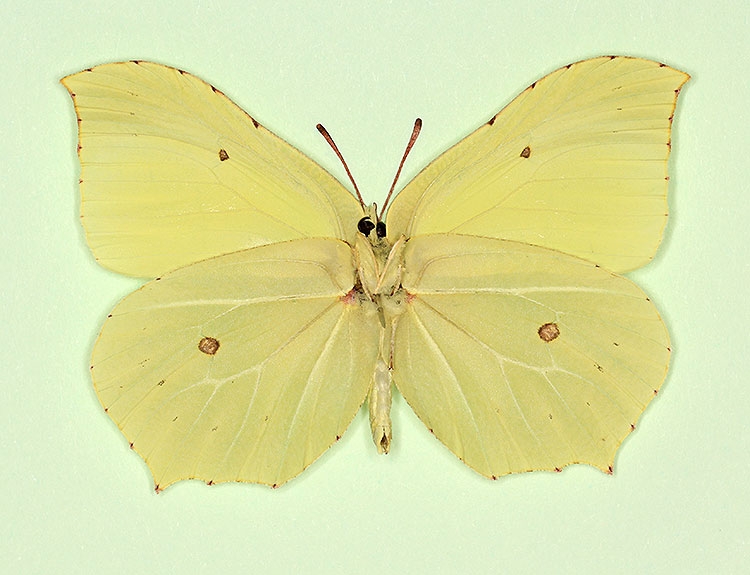 Typical Brimstone (Gonepteryx rhamni)