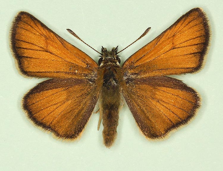 Typical Small Skipper (Thymelicus sylvestris)