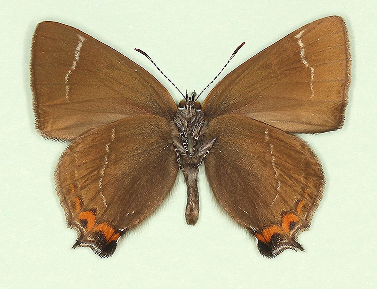 Typical White-letter Hairstreak (Satyrium w-album)