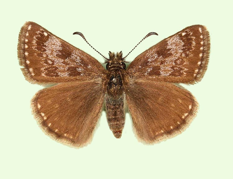 Typical Dingy Skipper (Erynnis tages)