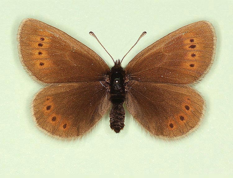 Typical Mountain Ringlet (Erebia epiphron)