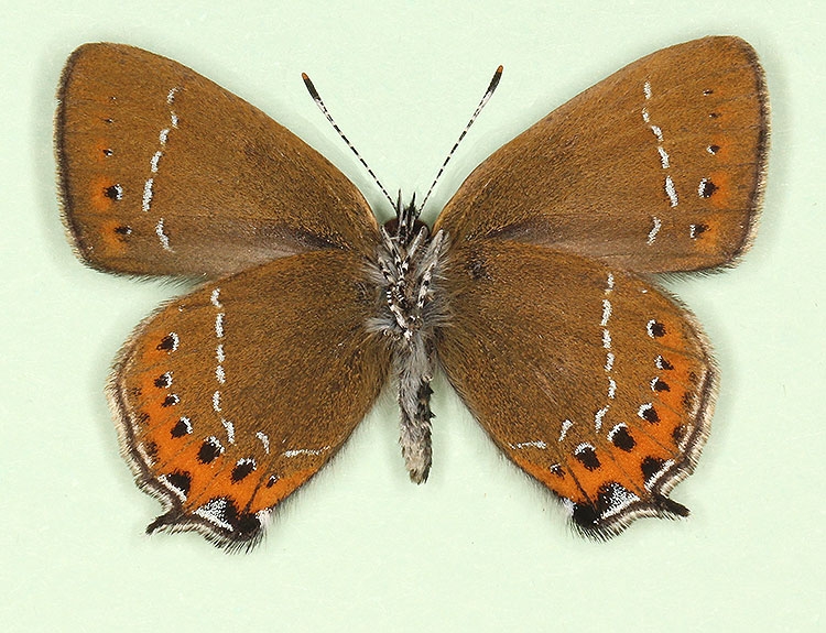 Typical Black Hairstreak (Satyrium pruni)