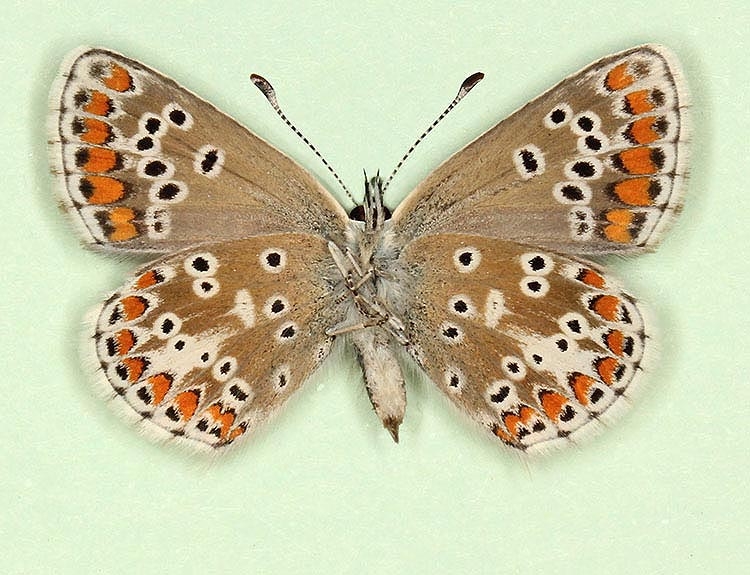 Typical Brown Argus (Aricia agestis)