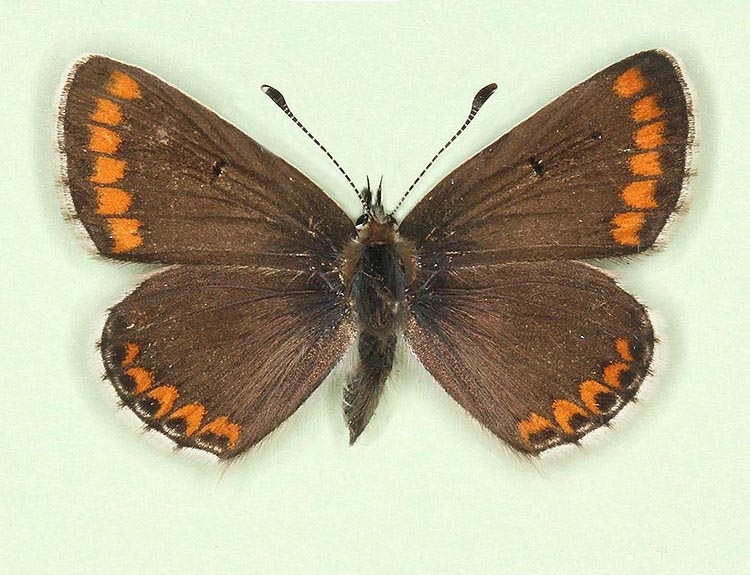 Typical Brown Argus (Aricia agestis)