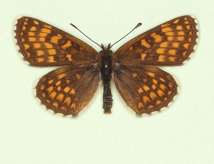 Typical Heath Fritillary (Melitaea athalia)