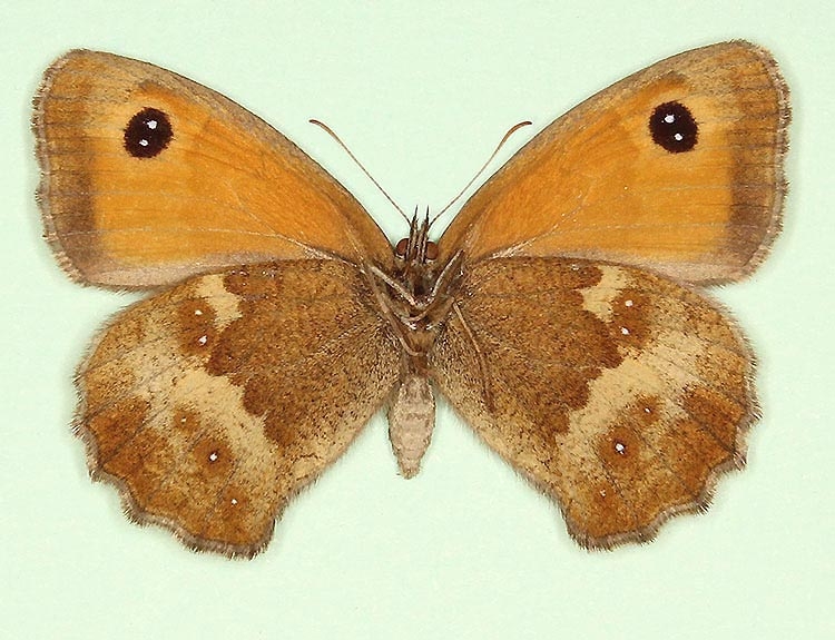 Typical Gatekeeper (Pyronia tithonus)