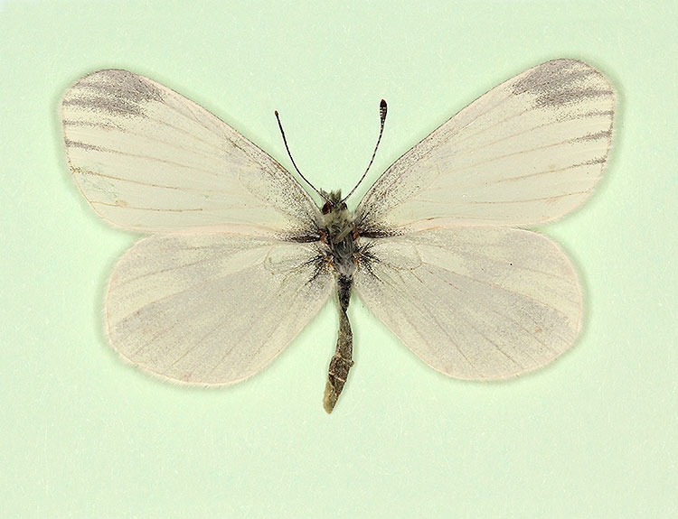Typical Reals Wood White (Leptidea reali)