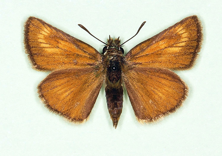 Typical Lulworth Skipper (Thymelicus acteon)