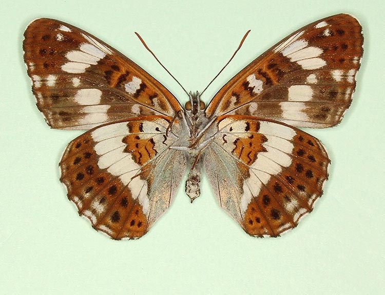 Typical White Admiral (Limenitis camilla)