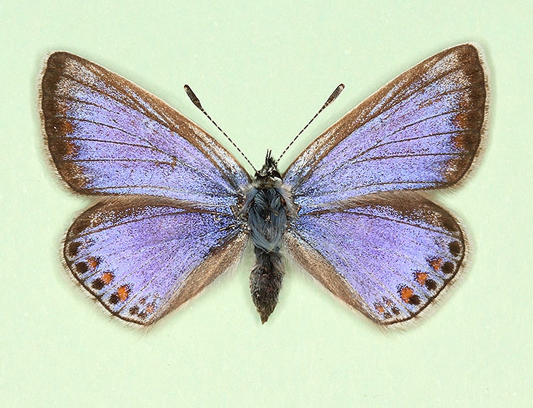 Common Blue (Polyommatus (Lysandra) icarus) butterfly aberrations