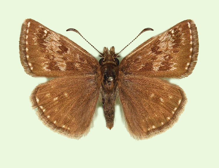 Typical Dingy Skipper (Erynnis tages)