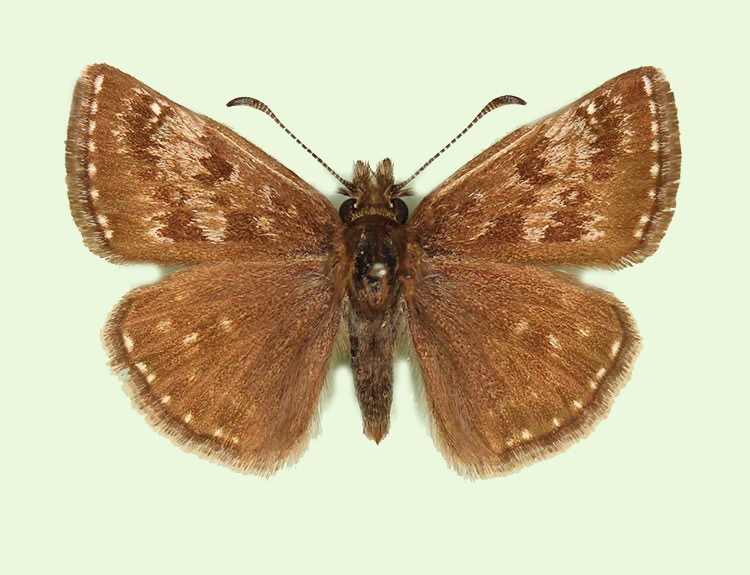 Typical Dingy Skipper (Erynnis tages)
