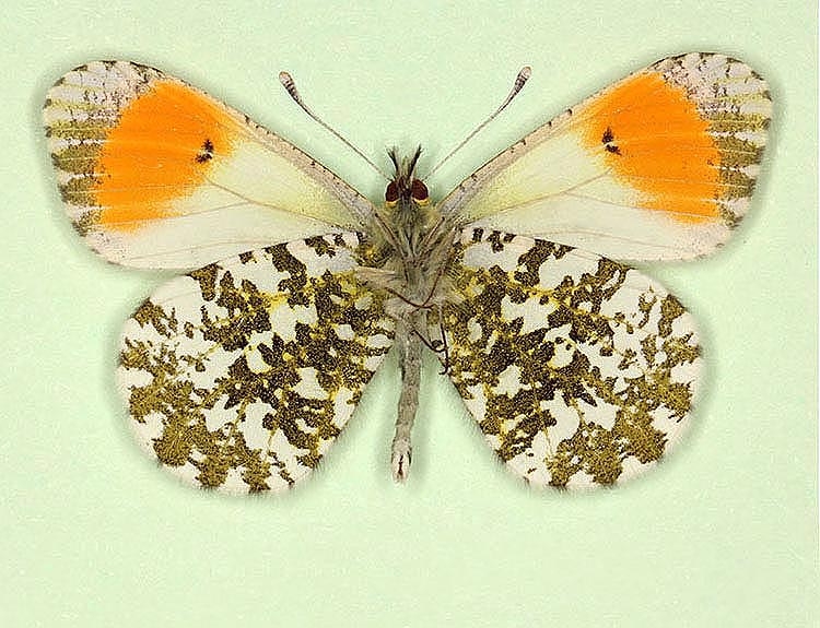 Typical Orange-tip (Anthocharis cardamines)