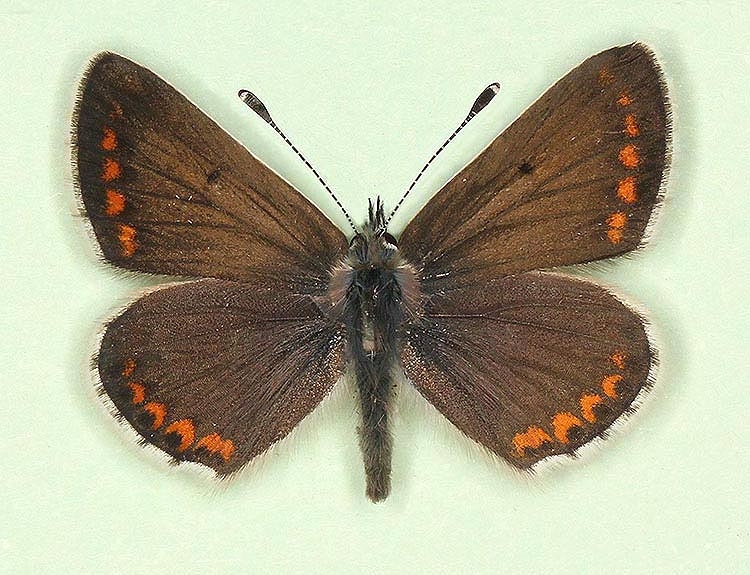 Typical Brown Argus (Aricia agestis)