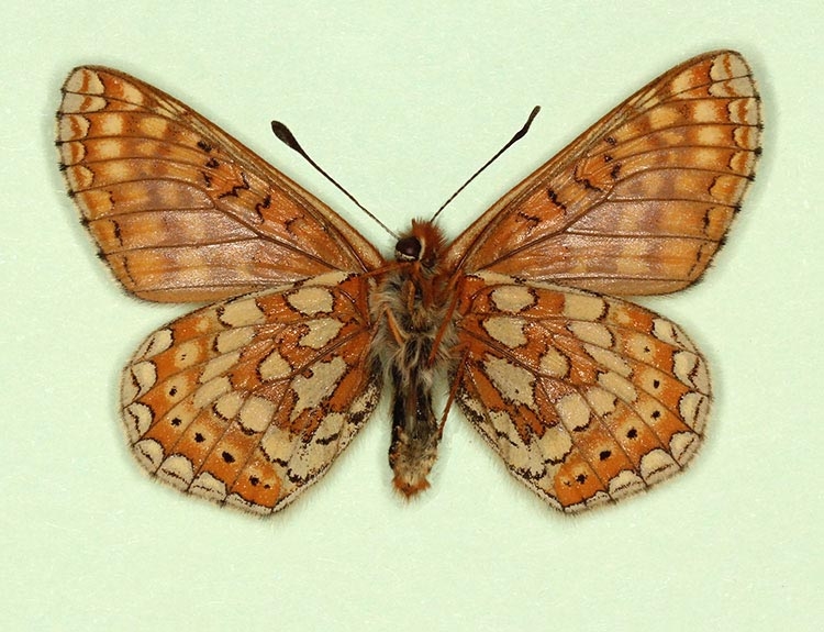 Typical Marsh Fritillary (Euphydryas aurinia)