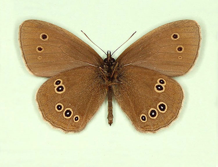 Typical Ringlet (Aphantopus hyperanthus)