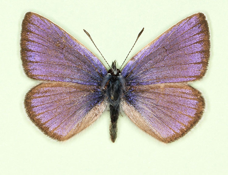 Typical Mazarine Blue (Cyanaris semiargus)