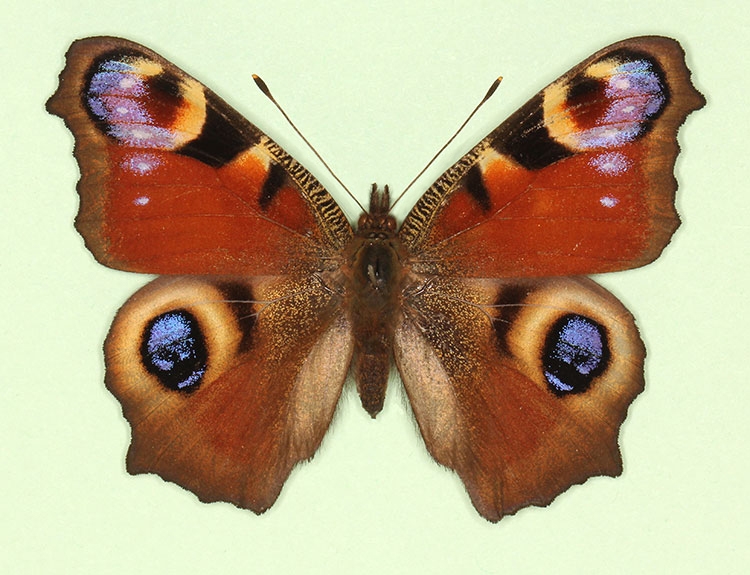 Typical Peacock (Inachis io)