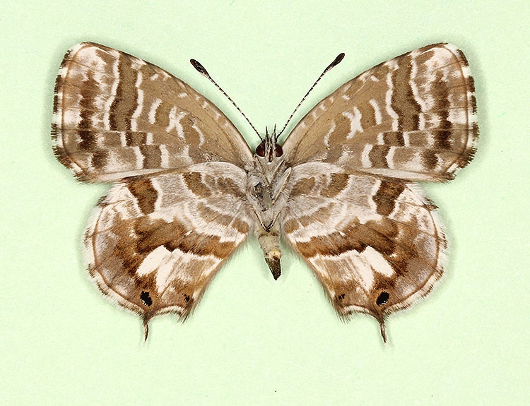 Typical Geranium Bronze (Cacyreus marshalli)