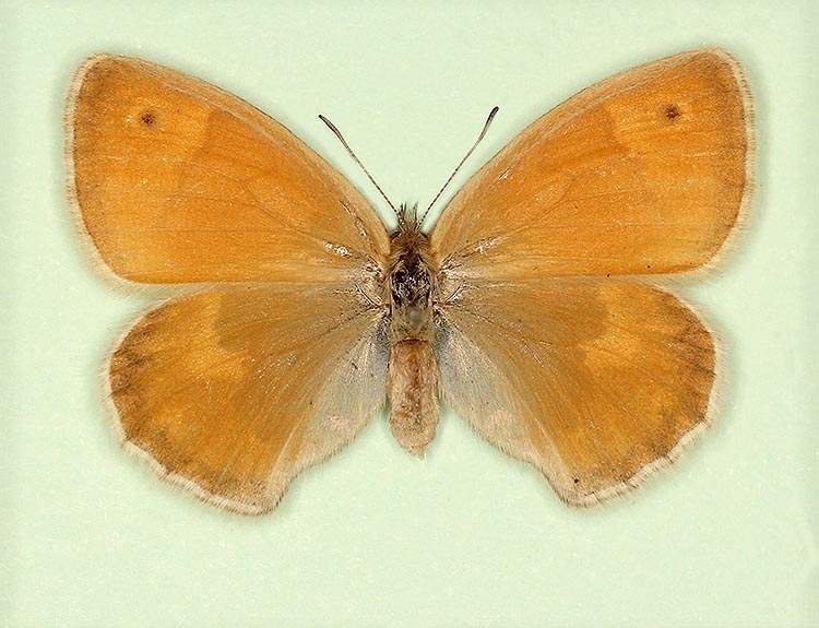 Typical Small Heath (Coenonympha pamphilus)