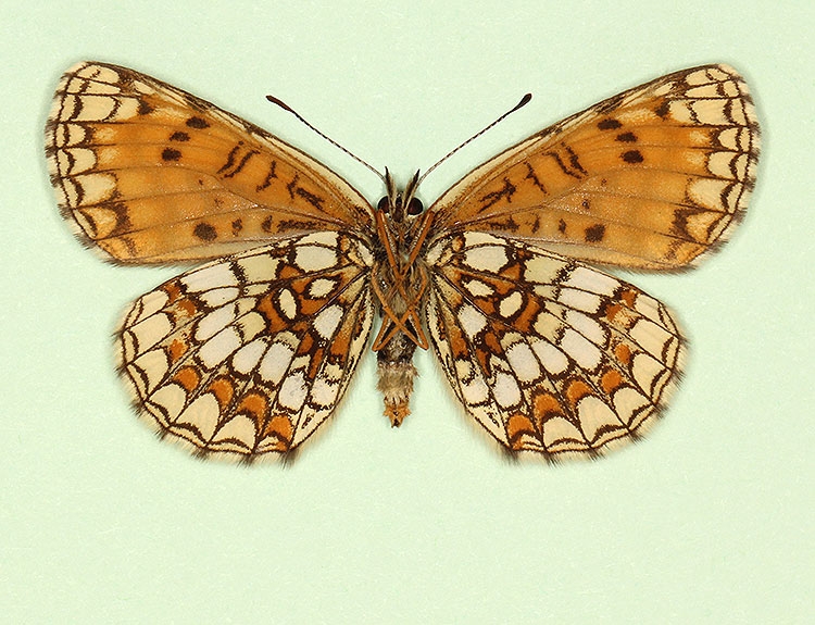 Typical Heath Fritillary (Melitaea athalia)