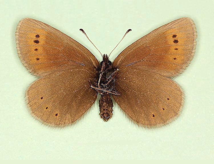 Typical Mountain Ringlet (Erebia epiphron)