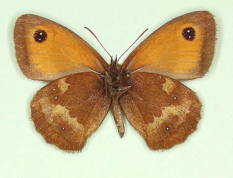 Typical Gatekeeper (Pyronia tithonus)