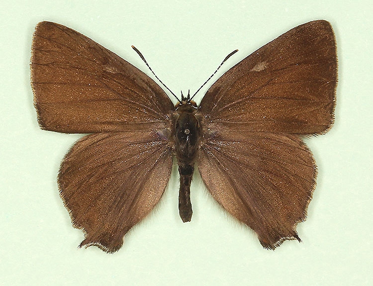 Typical White-letter Hairstreak (Satyrium w-album)