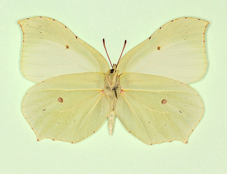 Typical Brimstone (Gonepteryx rhamni)