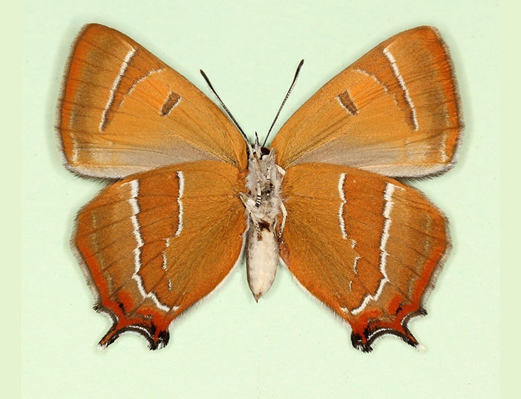 Typical Brown Hairstreak (Thecla betulae)