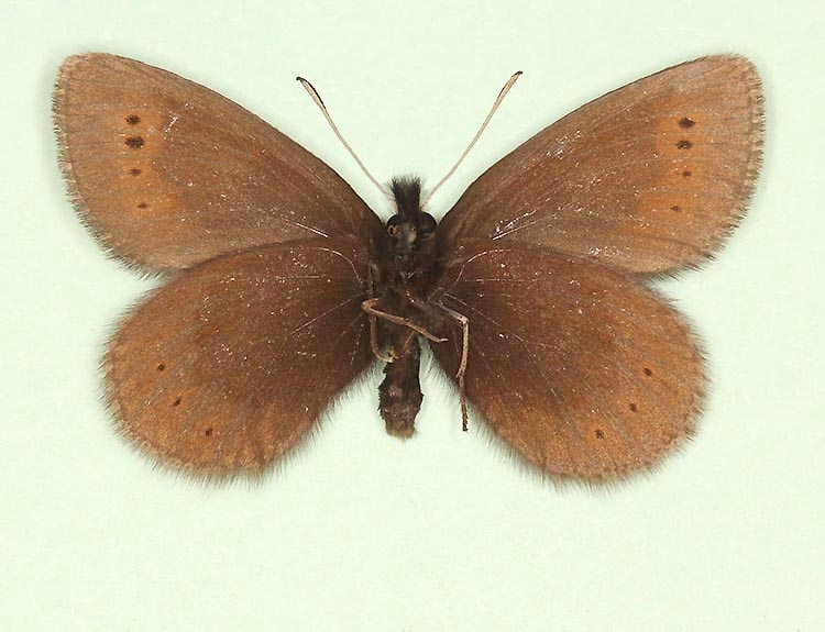 Typical Mountain Ringlet (Erebia epiphron)