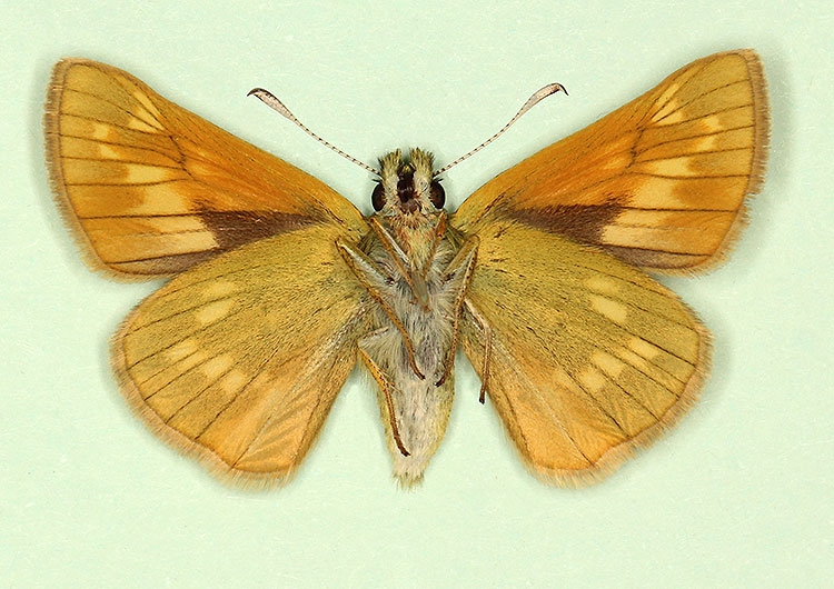 Typical Large Skipper (Ochlodes sylvanus)