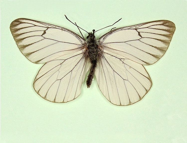 Typical Black-veined White (Aporia crataegi)