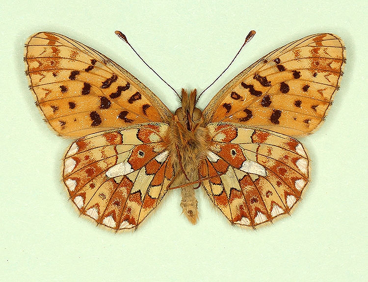 Typical Pearl-bordered Fritillary (Boloria euphrosyne)