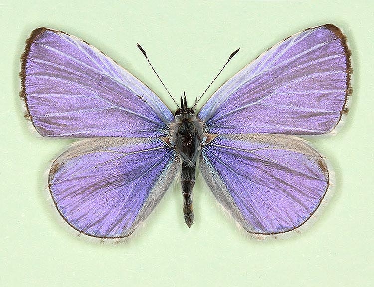 Typical Holly Blue (Celastrina argiolus)