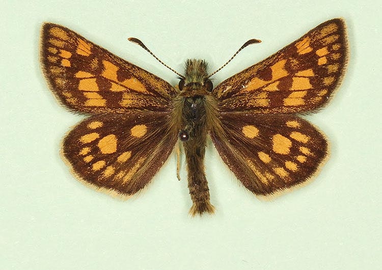 Typical Chequered Skipper (Carterocephalus palaemon)