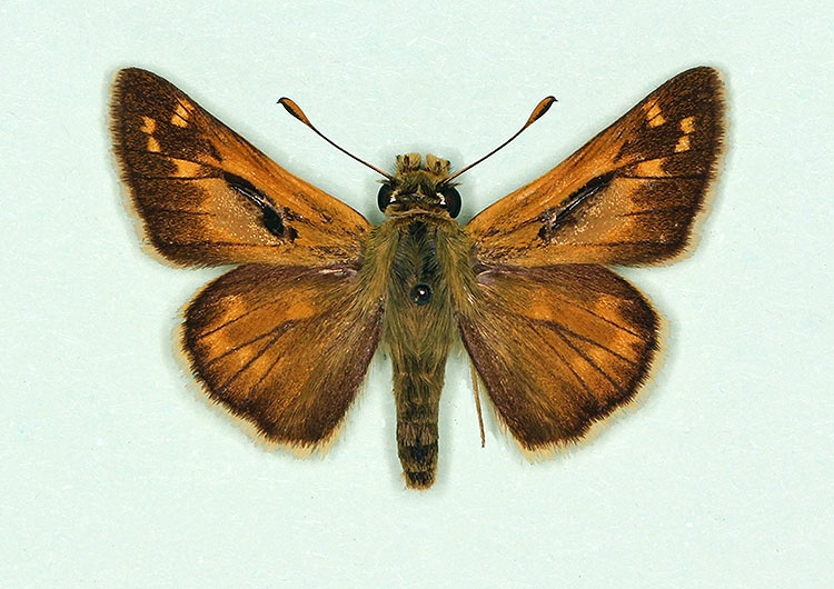 Typical Silver-spotted Skipper (Hesperia comma)