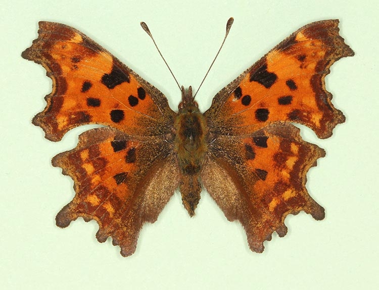 Typical Comma (Polygonia c-album)