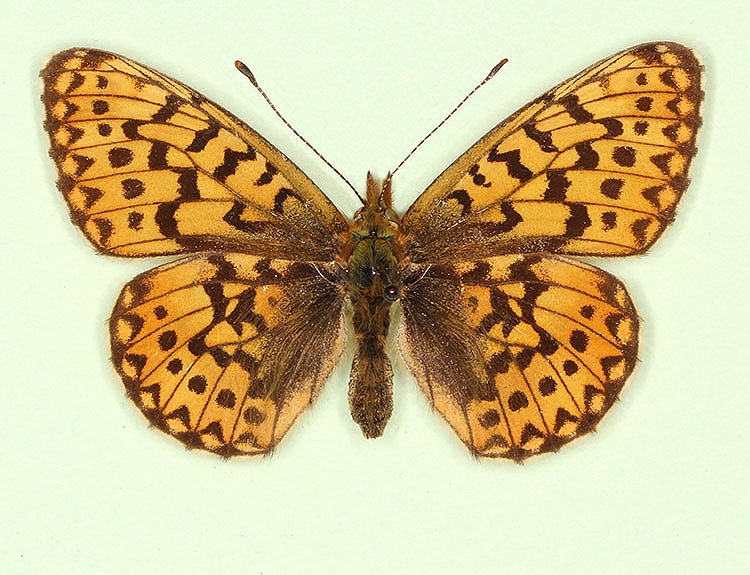 Typical Pearl-bordered Fritillary (Boloria euphrosyne)