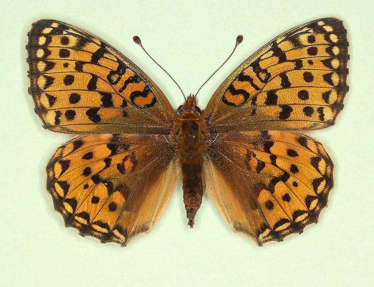 Typical Dark Green Fritillary (Argynnis aglaja)