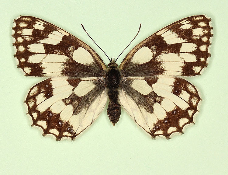 Typical Marbled White (Melanargia galathea)